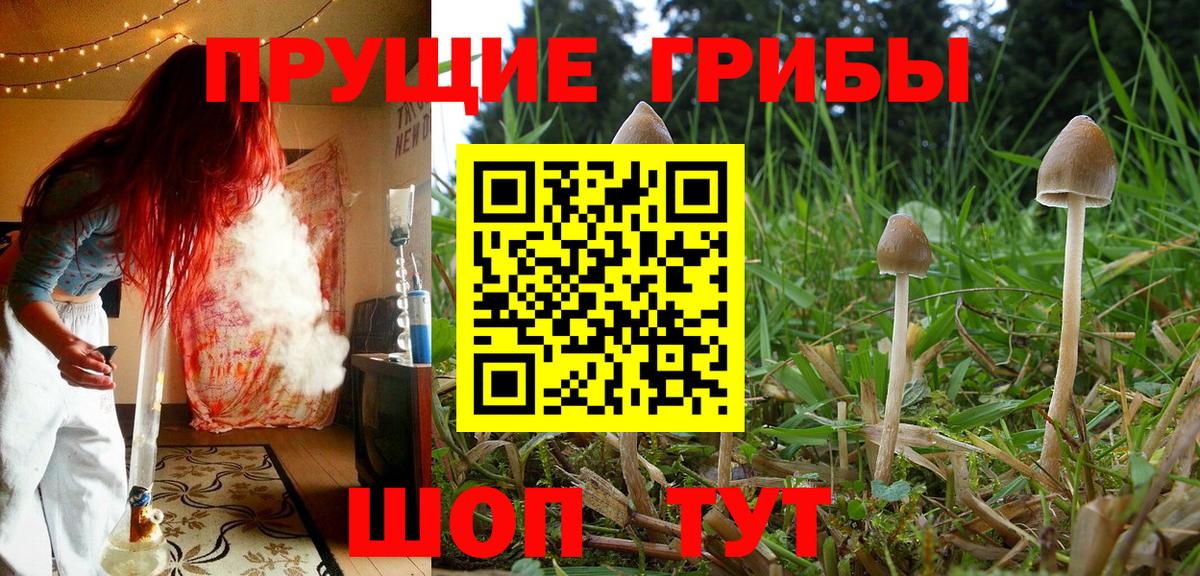 купить наркоту  Псилоцибиновые грибы Psilocybine cubensis  Вход с VPN  Кинель  Псилоцибиновые грибы прущие грибы 